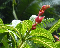 Flowering stem